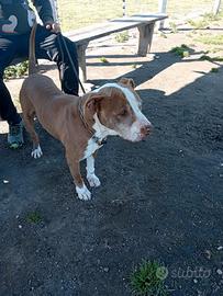 Uncrocio di pitbull di 5 anni