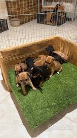 Cuccioli di mini pinscher