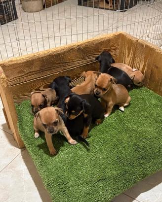 Cuccioli di mini pinscher