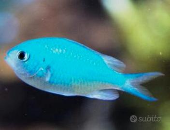Chromis viridis pesce acquario marino