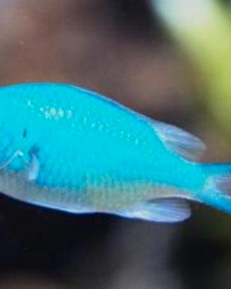 Chromis viridis pesce acquario marino