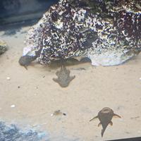 Pulitori ancistrus selezionati