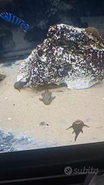 Pulitori ancistrus selezionati