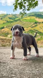 Cucciola di Pitbull ukc
