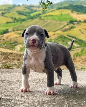 Cucciola di Pitbull ukc