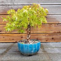 Pre bonsai di acero palmato