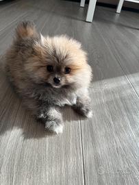 Cucciola di Volpino della Pomerania nana
