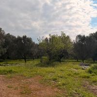 Vendita terreno Carovigno