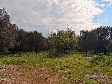 Vendita terreno Carovigno