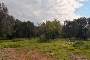 Vendita terreno Carovigno