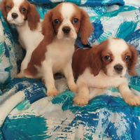 Cuccioli cavalier king charles