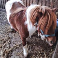 Pony