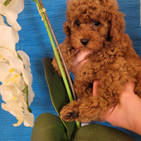 Maschietto barboncino fulvo Pedigree Enci