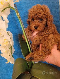 Maschietto barboncino fulvo Pedigree Enci