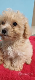 Maltipoo