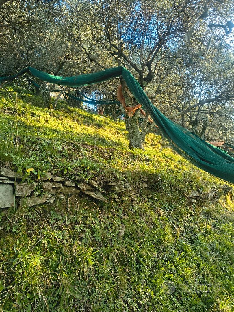 Terreno agricolo con uliveto - Vista 5
