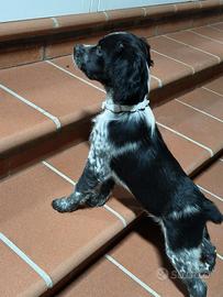 Cucciolo di Breton (No Pedigree)