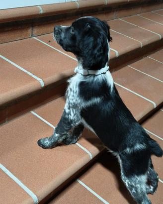 Cucciolo di Breton (No Pedigree)