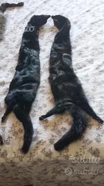 Visoni e volpe argentata anni 50