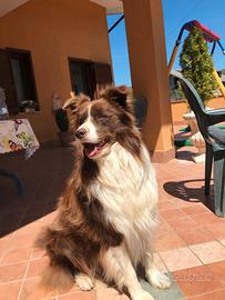 Border collie per cucciolate