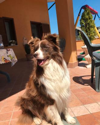 Border collie per cucciolate