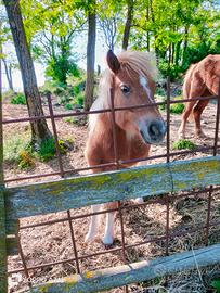 Pony