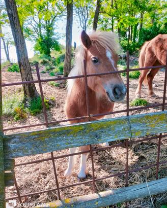 Pony