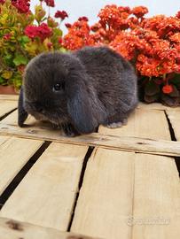 Coniglio nano ariete cioccolato