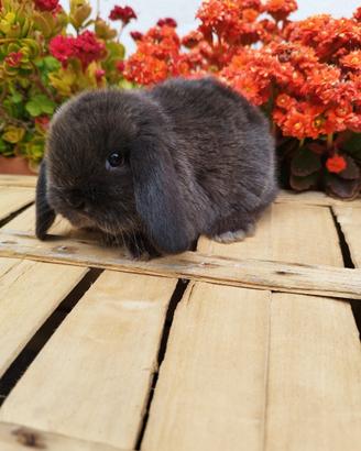 Coniglio nano ariete cioccolato