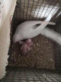 Parrocchetto dal collare pulli