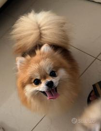Pomerania