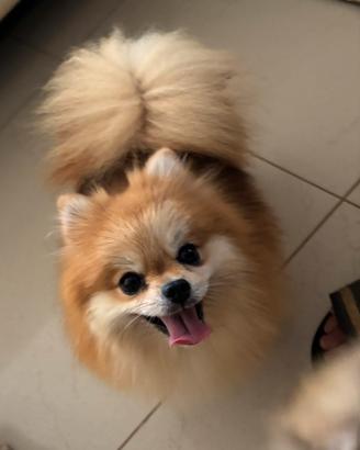 Pomerania
