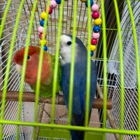 Pappagallini inseparabili