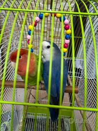 Pappagallini inseparabili