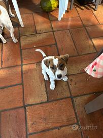 Jack Russel terrier con PEDIGREE già CEDIBILI