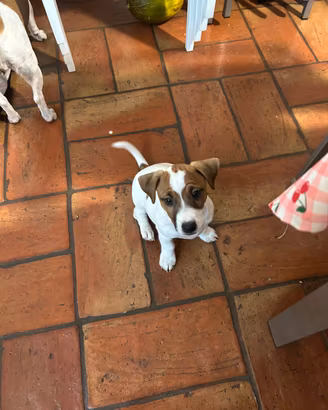 Jack Russel terrier con PEDIGREE già CEDIBILI