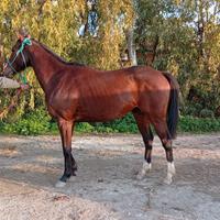 Cavallo