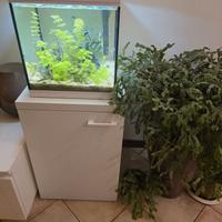 Acquario Askoll Pure M