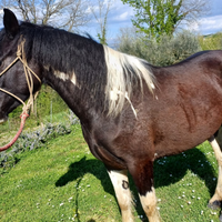 Cavalla puledra Paint pezzata