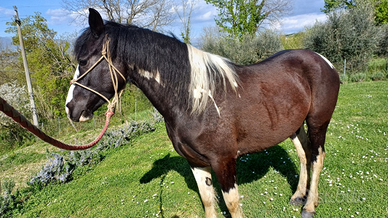 Cavalla puledra Paint pezzata