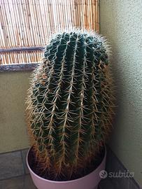 Kroenleinia grusonii-Cuscino Della Suocera-Grusone