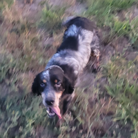 Cane da caccia setter