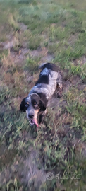 Cane da caccia setter