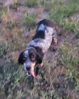 Cane da caccia setter
