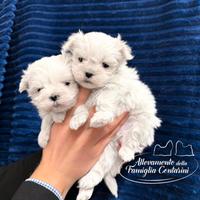 Cuccioli maltesi