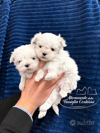 Cuccioli maltesi