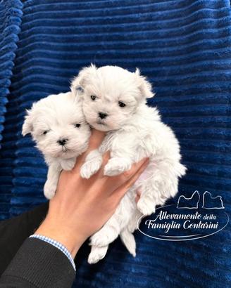 Cuccioli maltesi