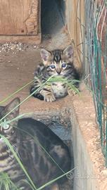 Gatto Bengala