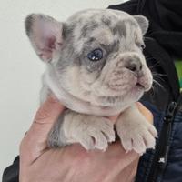 Bouledogue francese cuccioli bulldog
