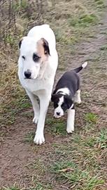 Pastore dell' asia centrale